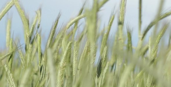 Green Wheat in the Wind