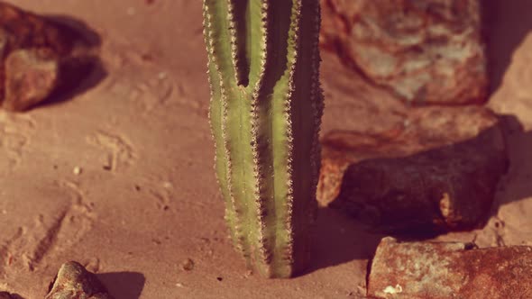 Close Up of Saguaro Cactus at the Sand