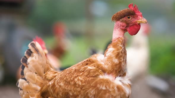 Chicken Feeding on Traditional Rural Barnyard