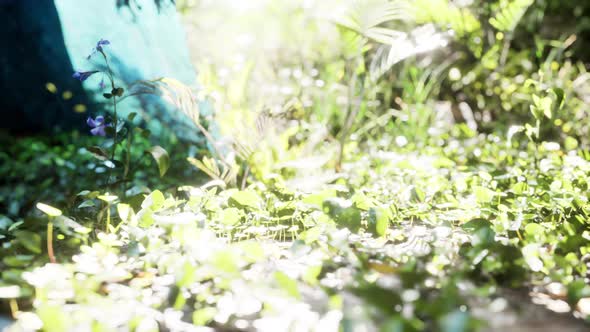 Close Up Tropical Nature Green Leafs and Grass