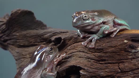 Australian Green Tree Frogs Sitting on Wooden Snag in Black Background. Close Up