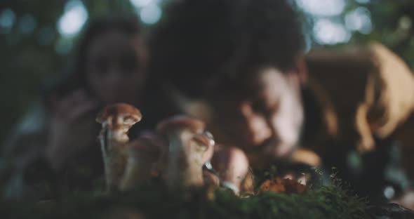 Close up of wild mushrooms with two mushroom hunters studying them