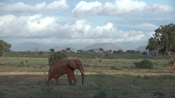 Family of Elephants on the Move. Wildlife in savanna, Kenya, Africa. African Elephants herd feeding