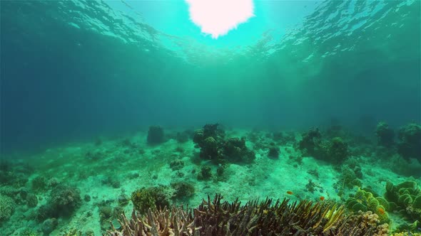 Coral Reef Tropical Fish Underwater