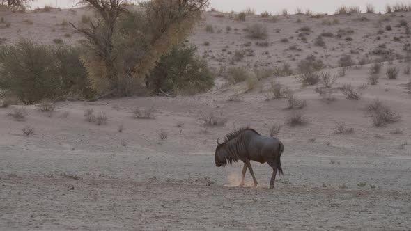 Wildebeest Walking Alone On The Dry Land In Botswana - Wide Shot