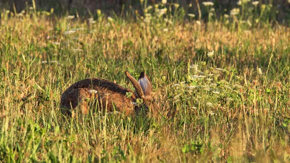 Hare eating grass