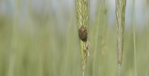 Bug on Green Wheat in the Wind