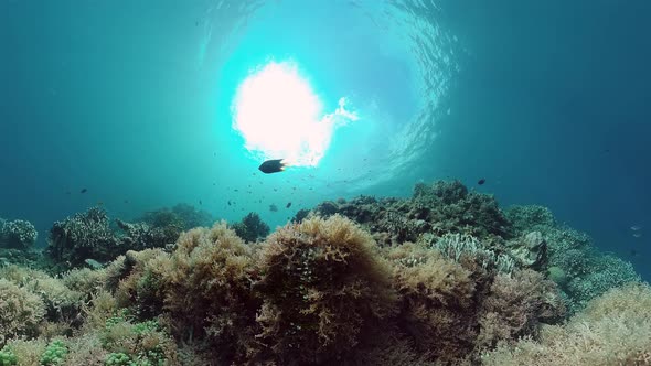 The Underwater World of a Coral Reef