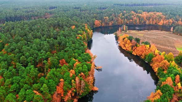 Forest and big river in Poland. Aerial view of wildlife.