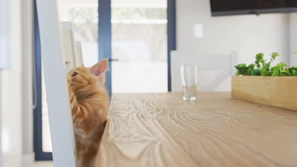 Ginger cat climbing on a chair at a table in living room at home
