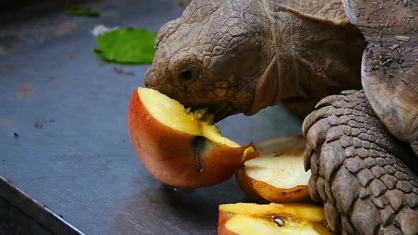 Turtle Is Eating Vegetable