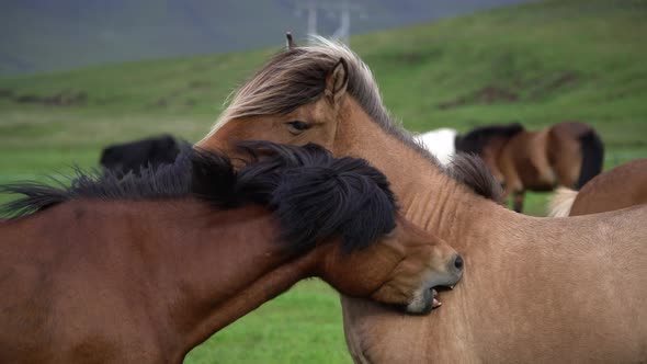Icelandic Horse in Scenic Nature of Iceland