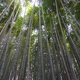 Arashiyama bamboo forest in Japan - VideoHive Item for Sale