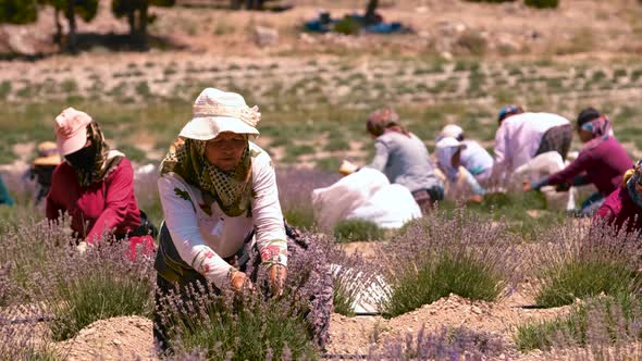 Farmers Collecting Lavender