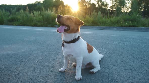 Jack Russell Terrier portrait outdoors close-up. Sunset. Slow motion