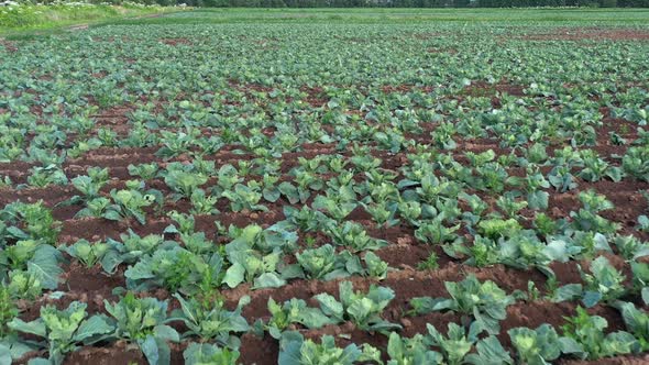 Cabbage Plantation in the Field. Vegetables Grow in a Rows