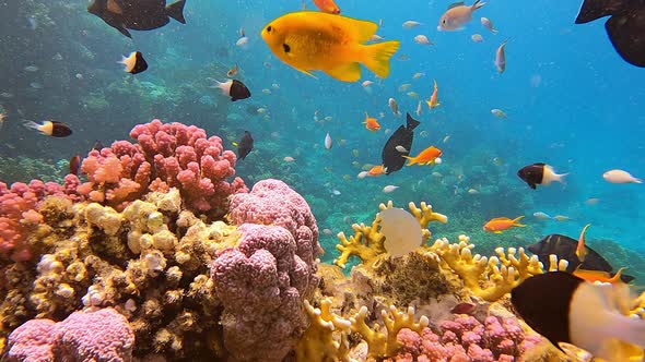 Coral Reef Beautiful Underwater Landscape with Sea Water