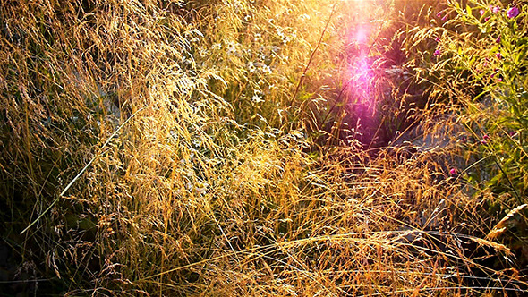 Grass on a Meadow in Counter Light