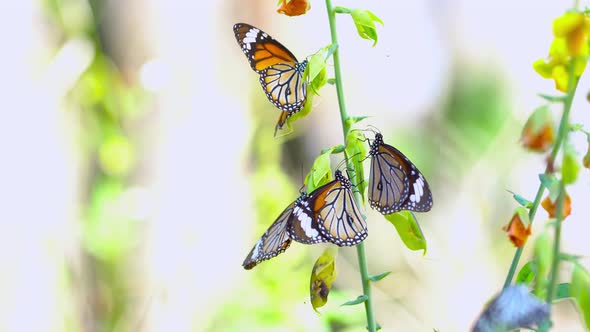 Close-up Butterfly On Outdoor Nature.