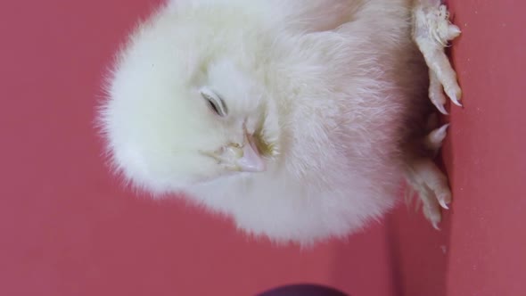 Vertical Video Little Chickens and Easter Eggs on Pink Background