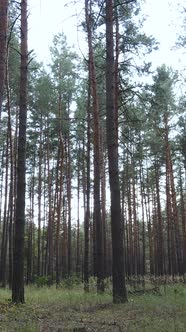 Vertical Video of Forest Landscape with Pine Trees in Summer Slow Motion