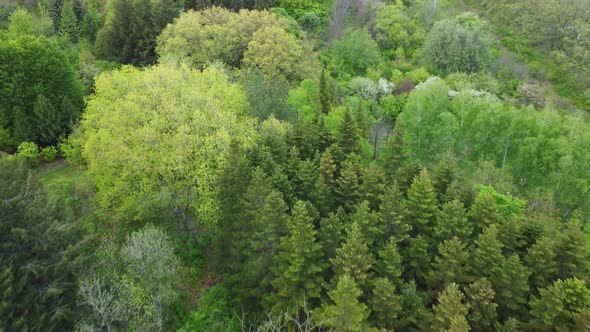 Aerial View of Coniferous Trees on a Green Meadow in the Park