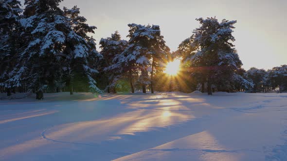 Beautiful Christmas Winter Forest at Sunset. Pines in Park Covered with Snow Bright Rays of Sun