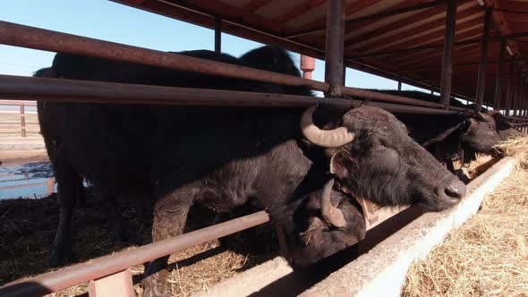 Buffaloes Eating Hay