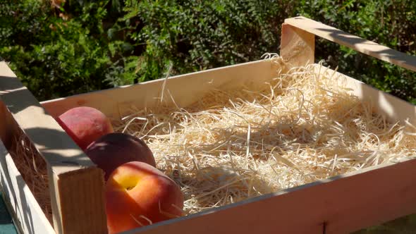 Hand Puts Ripe Juicy Peachs in a Wooden Box