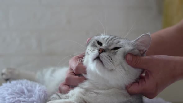 Asian Woman Massages A Fat Scottish Cat While Lying On Pet Bed