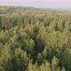 Early morning flight over mixed forest - VideoHive Item for Sale