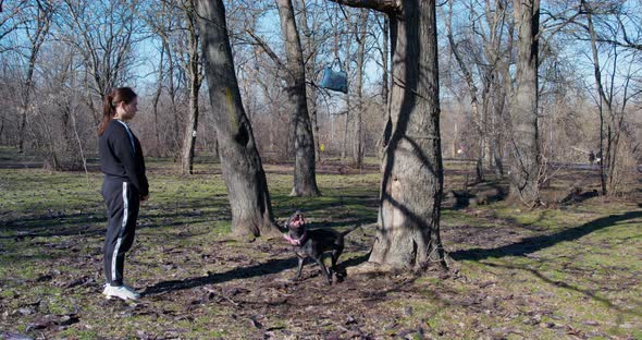 American Pit Bull Terrier is Trying to Jump or Climb Up Trunk to Tug Toy Which is Hanging High on