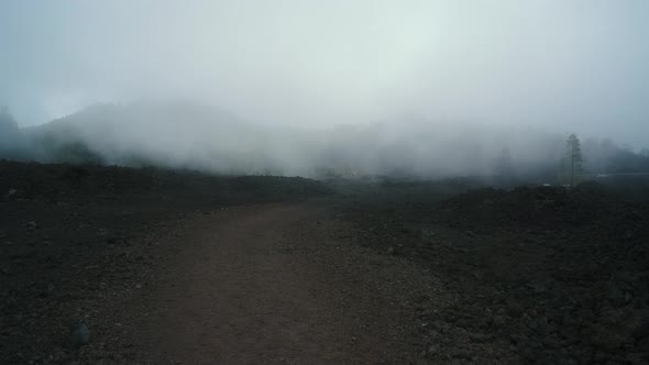 Dramatic Landscape on the Way to the Chineyro Volcano Through a Coniferous Forest on Lava in the