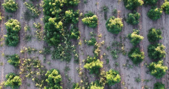 Hemp with some weeds growing between plants in this drone shot of the field.