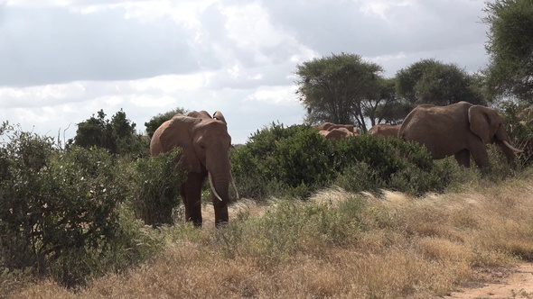 Safari in Kenya and Tanzania. Elephants in an African savanna.