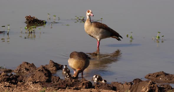 Egyptian Goose, alopochen aegyptiacus, Male with Female and Goslings, real Time 4K