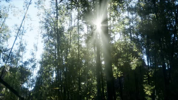 Windy Tranquil Arashiyama Bamboo Grove alt