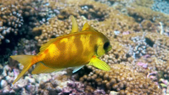 Underwater Video of Snorkeling or Diving on Sea Coral Bluespotted Spinefoot