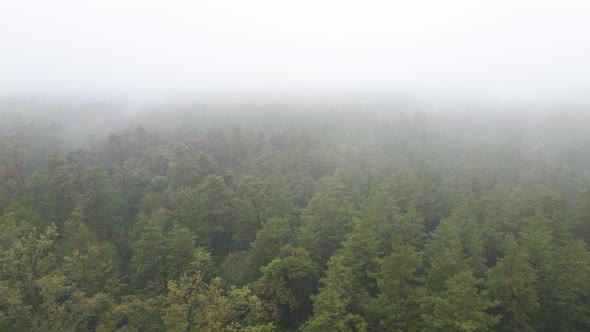 Fog in the Forest Aerial View