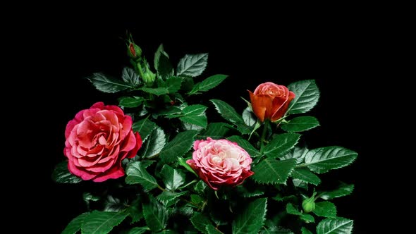 Red Rose Plant Blooming Flowers in Time Lapse on a Black Background