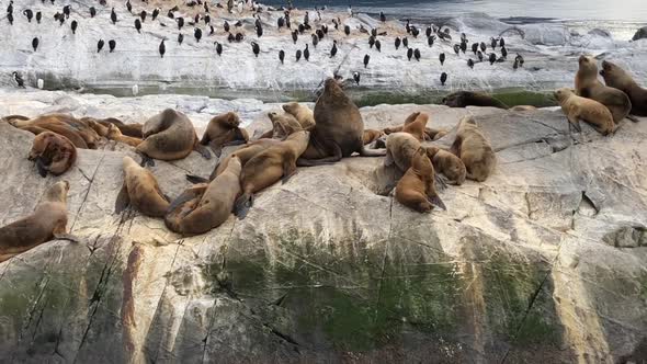 Sea Lions Island, a interaction between the Alpha Male and other sea lions