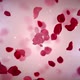 Rose Petals 1 Hd - VideoHive Item for Sale