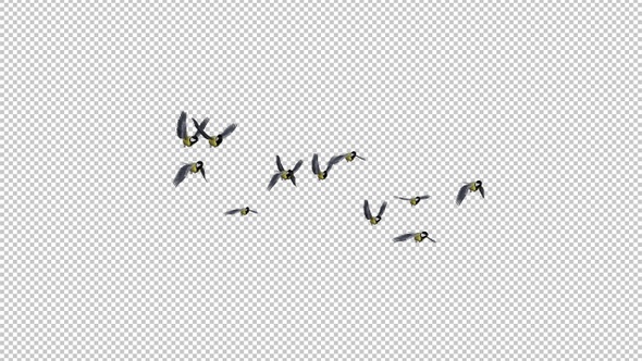 Yellow Tits - Flock of 12 Birds - Flying Transition - Alpha Channel alt