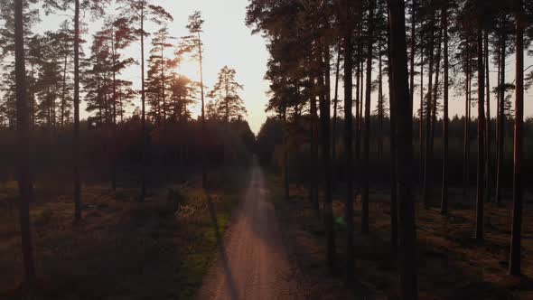 Path in dark forest