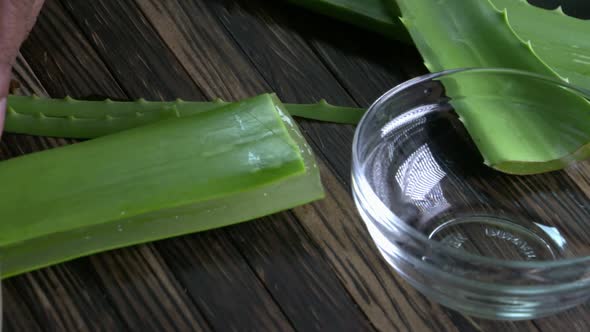 Aloe Vera Cutting