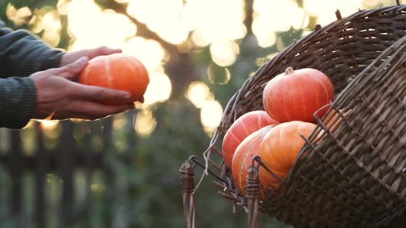 Pumpkins in a Basket in Nature.