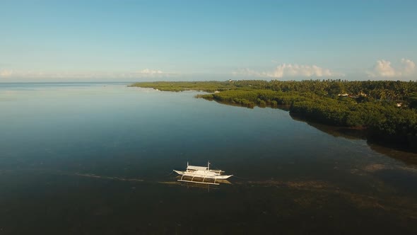 Mangrove Forest in Asia