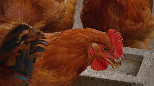 Chickens eating healthy food.