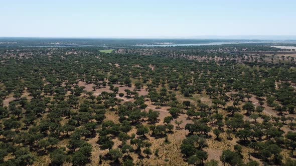 Aerial wide Shot Portuguese Green Countryside at daylight