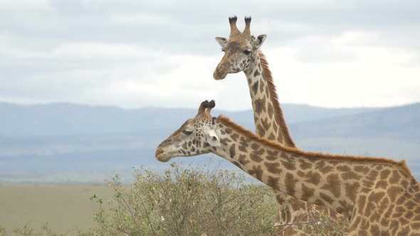 Two giraffes standing and eating